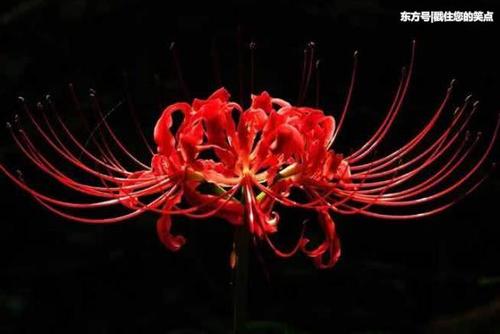 啊，鲜花的另一边