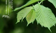 那一片绿色的光阴