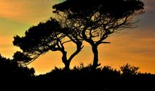 友谊，一棵常青树