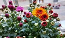 致陶渊明先生的一封信