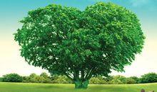 种下一棵感恩树