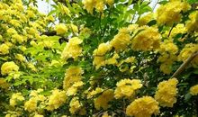 我在乎桂花花开