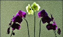 我爱可爱的海螺