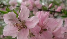 春天真是太美了