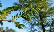 绿叶的花的思念