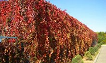 我们追忆推翻的墙