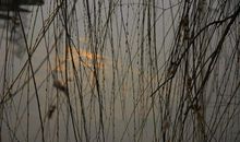 我家门前的杨柳