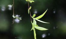 啊那雨飘絮飞的琴声