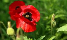 生活像花儿一样