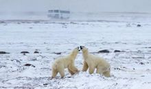 北极熊给地球人的一封信
