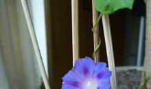 一朵牵牛花牵动我的心