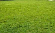 心中那块绿草坪