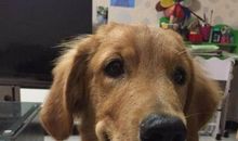 我的狗狗——阿黄