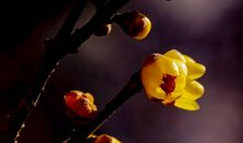 暗香浮动，梦想花开