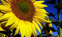 向日葵的微笑——观《新春第一课》有感