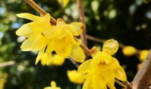 记忆中的那一抹黄色