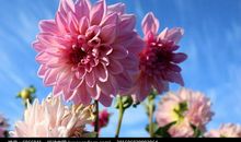 蓝天下，守候那朵梦想花开