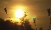 不曾远去的手掌