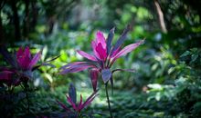 我好想做一棵草