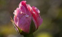 迟迟开放的月季