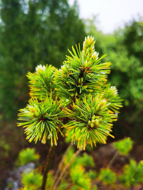 四个季节