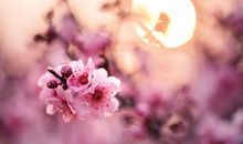 因为夕阳我更懂得绽放