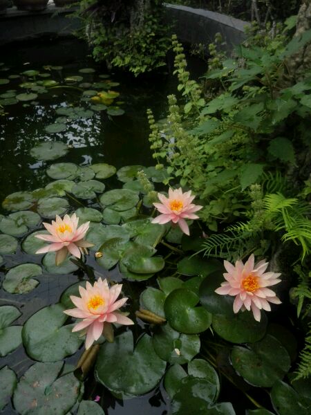 一路花，你有你