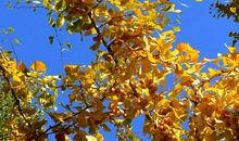 绚丽多姿的秋叶