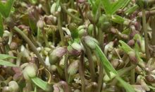 我欣赏一株小苗的坚强