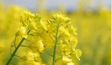 我们和春天的约会