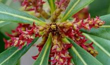 假如我是一株花