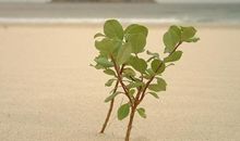 我欣赏幼苗的坚强