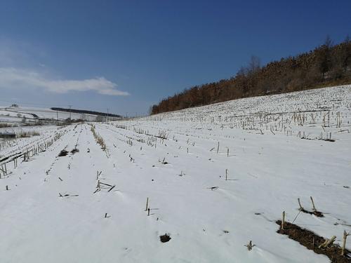 家乡雪花