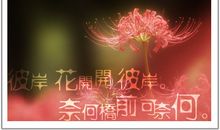 我希望彼岸花开