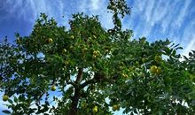 我眼里的枣树与人生