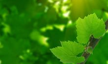 为心灵画上一米阳光