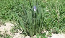 奶奶的花儿落了