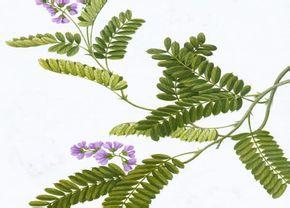 读“草的骨头”