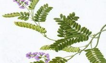 读《青草的骨头》有感