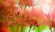 那一天，善良花开