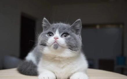 野仓鼠
