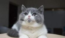 野性十足的仓鼠