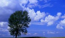 我是一棵大山松