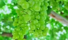 留一点绿色给自己