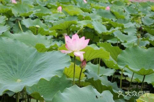 酉红湖公园