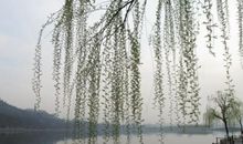 我记忆中的那棵杨柳