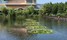 溱湖湿地公园游记