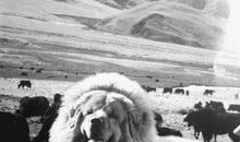 读《最爱的狗狗就是你》有感