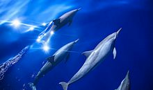 我是大海的守护神