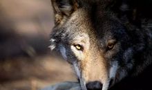 我为狼辩护——狼心非狗肺